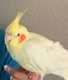 Cockatiel