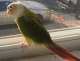 Conure