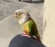 Conure