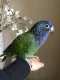 Blue-Headed Pionus