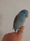 Parrotlet