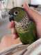 Conure