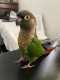 Conure