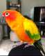 Conure