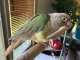 Conure