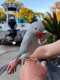 Indian Ringneck Parakeet