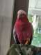 Galah Cockatoo