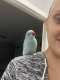 Indian Ringneck Parakeet