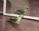 Indian Ringneck Parakeet