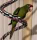 Conure