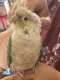 Conure