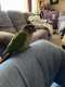 Conure