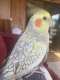 Cockatiel