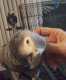 African Grey