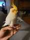 Cockatiel