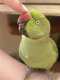 Indian Ringneck Parakeet