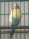 Parakeet