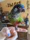 Conure