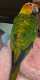 Conure