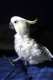Cockatoo