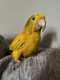 Conure