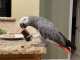 African Grey