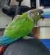 Conure