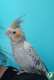 Cockatiel