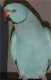 Indian Ringneck Parakeet