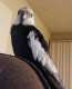 Cockatiel