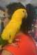 Conure