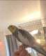 Cockatiel