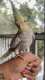 Cockatiel