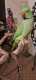 Indian Ringneck Parakeet
