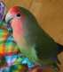 Lovebird