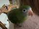 White-Winged / Canary-Winged Parakeet