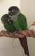 Conure