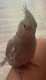 Cockatiel