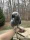 African Grey