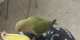 Lovebird