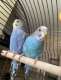 Parakeet