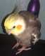 Cockatiel