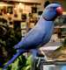 Indian Ringneck Parakeet
