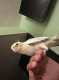 Cockatiel
