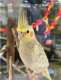 Cockatiel