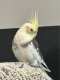 Cockatiel