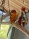 Conure