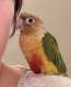 Conure