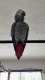African Grey