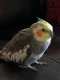 Cockatiel